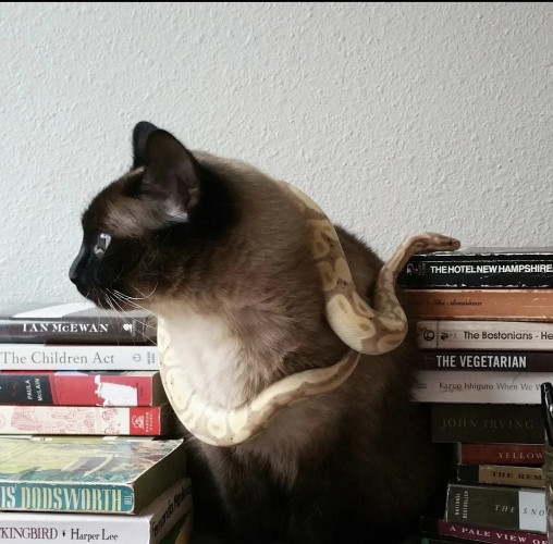 Brontë (cat) sitting between some books and Lars (snake) draped leisurely around her.