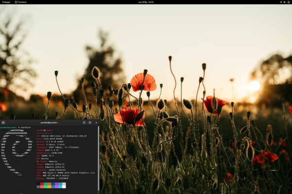 Pulpit z oknem programu neofetch wskazującym na korzystanie z systemu Debian. Tło ekranu wypełnia zdjęcie makro pączkujących kwiatów maku.