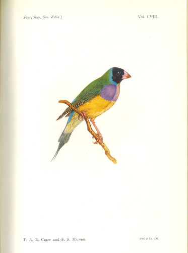 Colour image featuring gynandromorph Gouldian finch, sitting on a branch, possessing male plumage on the right side and female on the left. The bird was described, and pictured, by F. A. E. Crew and S. S. Munro in the Proceedings of the Royal Society of Edinburgh in 1939.