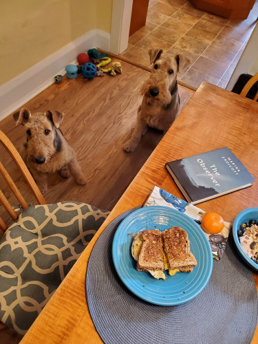 Airedales Tilly and Mavis, with a pile of their toys, look up at the dining room table, on which sits the novel The Observer by Marina Endicott (Knopf Canada), a fried egg sandwich on a blue plate and an orange
