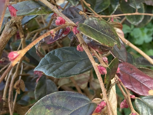 Outside, daytime. Close up of a loropetulum branch with brown bark & dark green leaves that have a purple tinge to them. The inner branches are covered in deep pink bud clusters.