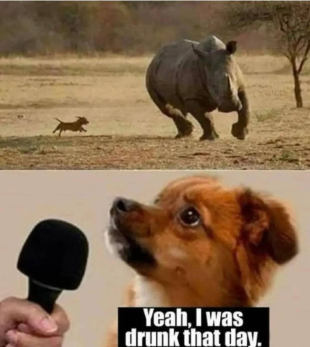 A picture of a dog chasing a rhino, and the second one a picture of the same dog in frontt of a microphone saying Yeaj, I was drunk that day