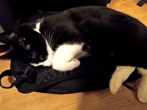 My cat love my backpack so much. She sleep always on it when I'm upstairs. 
