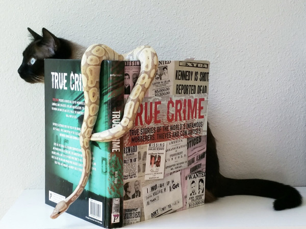 Brontë (cat) and Lars (snake) hanging out around a large hardback book, titled, True Crime