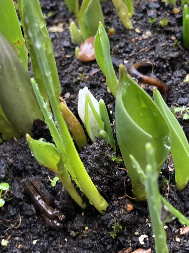 Outside, day. Close up of several spring bulb blades growing out of soil. A single white snow drop is in bloom right at the soil's surface, 2 blades rising slightly above it, perhaps cuz bulb is planted too deeply.