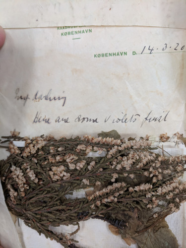 A letter dated 14 March 2020 from Copenhagen, that begins "My darling, here are some violets..." and then enclosed are some dried flowers (which are probably not actually violets? They are green leaves with a creamy white / pink little flowers in rows at the top of the stems). 