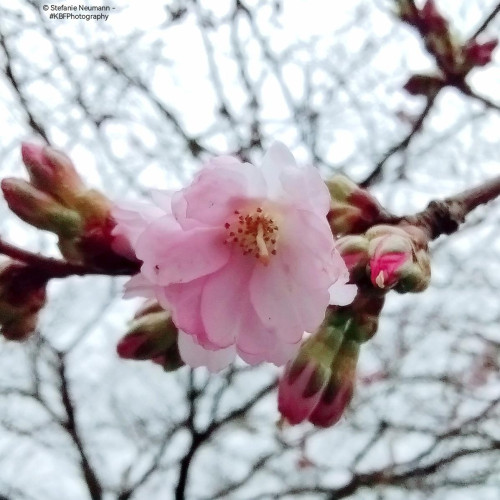 Close-up of a pink Japanese cherry flower.
