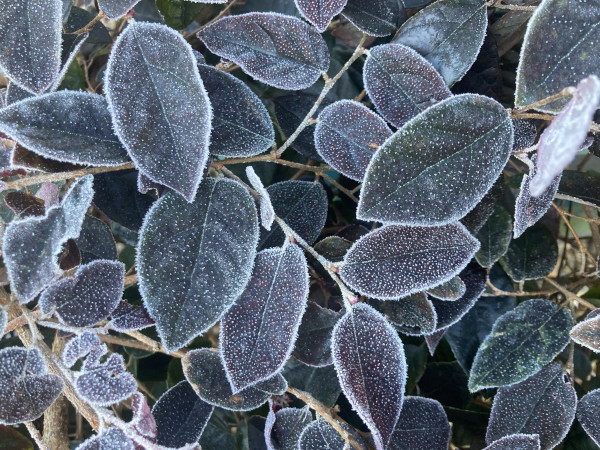 Outside day. Close up of spear shaped loropetalum leaves outlined in white frost over dark green leaves with a purple tinge to them, white frost spots across the middle of the leaves.