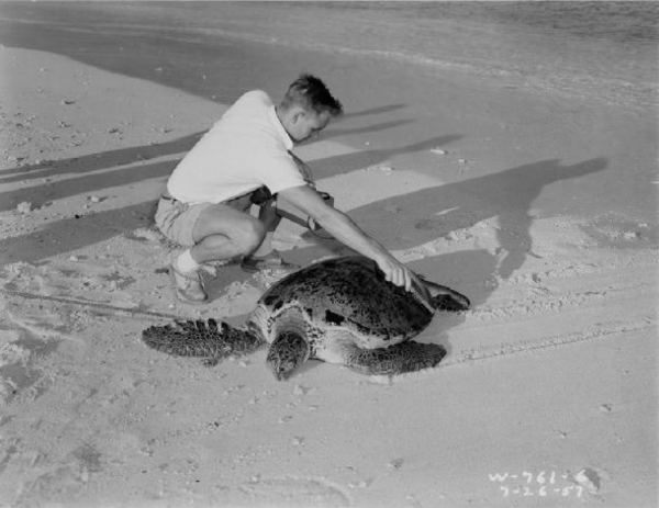 A U.S. Atomic Energy Commission photograph from July 26, 1957
showing an individual using a Geiger counter to examine a green sea
turtle (Chelonia mydas) for potential radioactivity in the Republic of the
Marshall Islands.