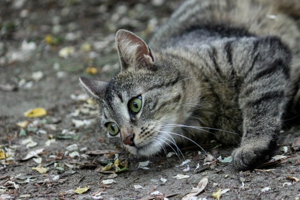 Eine graue Katze, die auf Waldboden liegt und links an der Kamera vorbei, in die Ferne zu blicken scheint.  Die Katze ist so fotografiert, dass man nur den vorderen Teil, bis zu den Rippen sehen kann. 
