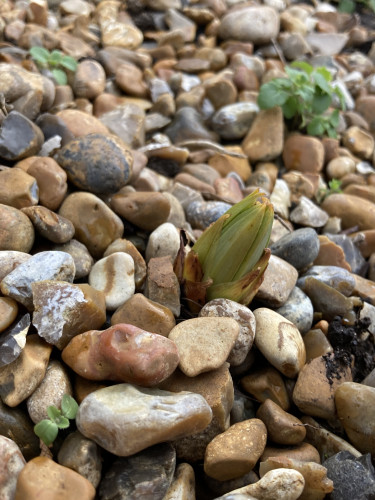 Outside daytime, gravel garden. The tip of a foxtail lily peeps out of the ground, long thin green blades clumped together with reddish tinge to them.