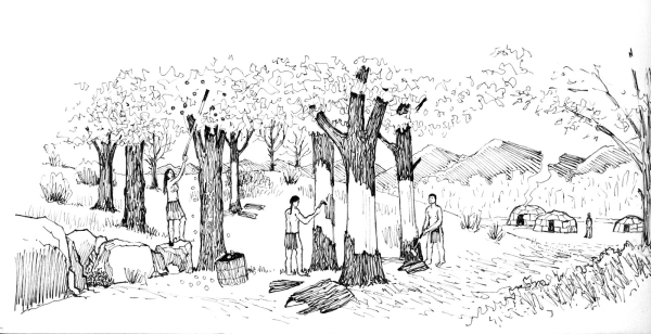 an illustration of people gathering nuts and tree bark in a savanna setting