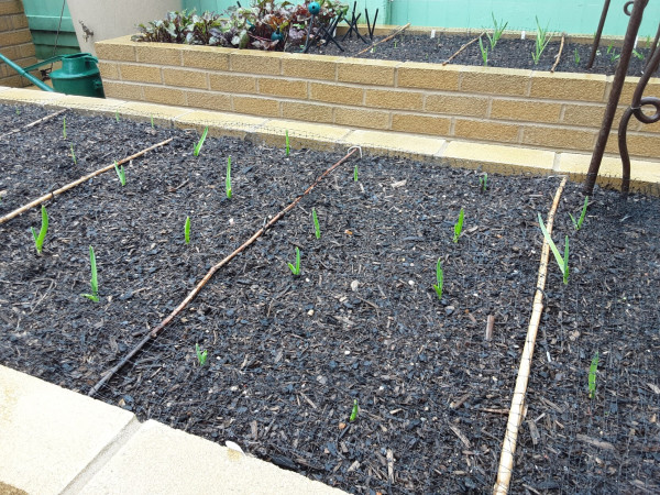 A couple of brick raised beds and you can see the green shoots of this seasons garlic coming up. 