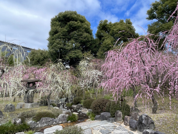 Jōnangū shrine plum blossoms and stone lantern