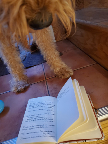 Airedale Tilly's nose, whiskers and paws are visible hovering over a handwritten transcription of the poem "Listen" by Miller Williams from the poetry collection The Ways We Touch