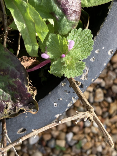 Outside daytime. A small dead nettle blooms at the edge of a gray ceramic pot. The flowers are tiny orchid shaped & light pink.
