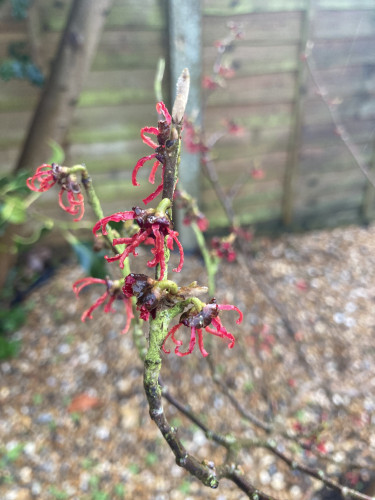 Outside, overcast day. Close upview of red witch hazel ribbon flowers on lichen covered stem. Out of focuse in background is a spanse gravel & a wooden fence.