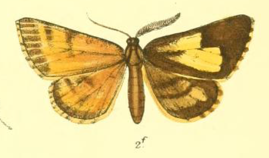 Colour drawing of gynandromorph bordered white moth.