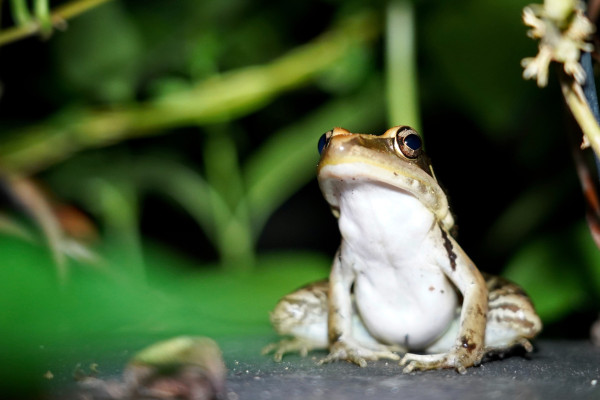 Photo of a small frog
