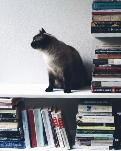 Brontë (cat) standing on a bookshelf, looking longingly toward the light.