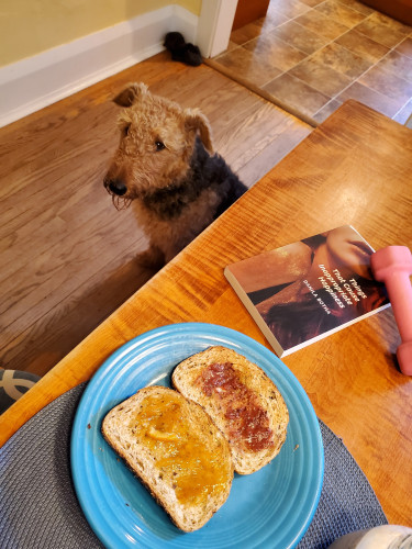 Airedale puppy Mavis looks up at the dining room table, on which sits the short story collection Things That Cause Inappropriate Happiness by Danila Botha (2024 Guernica Editions), along with toast with two kinds of jam