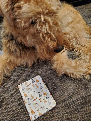 Very shaggy Airedale Tilly looks some skeptically at a small notebook with cartoon dogs on the cover, on the floor before her. 