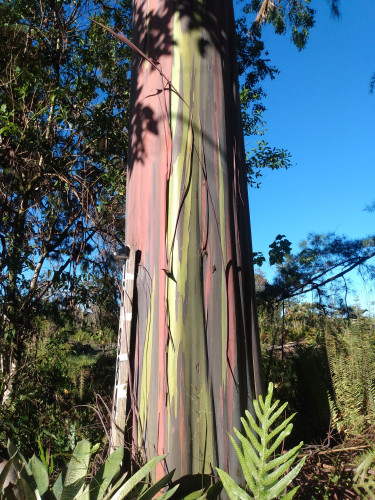 a rainbow eucalyptus showing why it's called a rainbow eucalyptus.