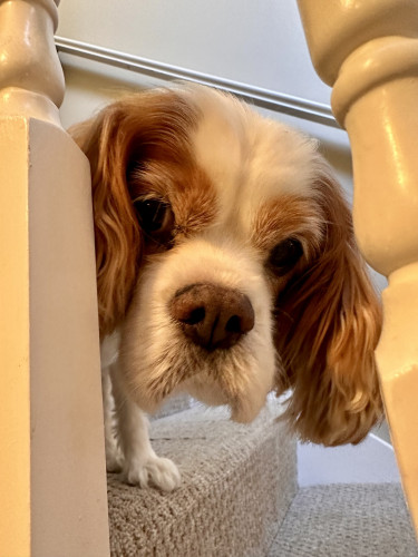 A senior Cavalier King Charles spaniel poking her head out from the stairs looking curious
