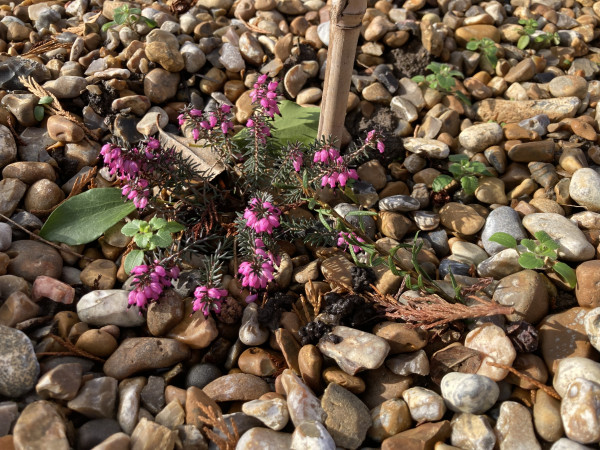 Outside, sunny day. Small heather in gravel bed with lots of pink flowers on it.