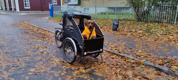 pies w rowerze cargo, na ulicy dużo żółtych liści, deszczowo 