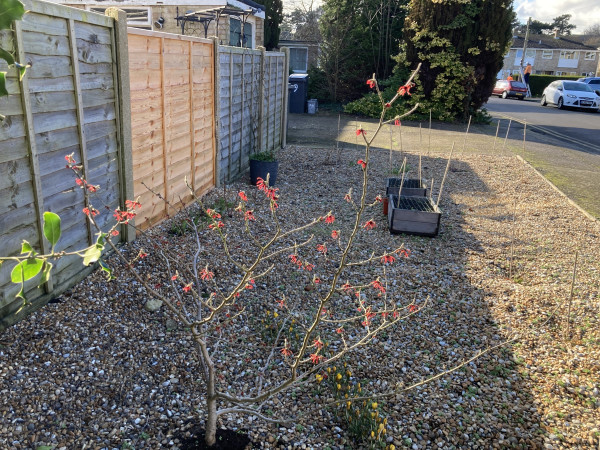 Outside, sunny day, gravel border next to wooden fence. A red witch hazel in full bloom in the foreground with various pots & plants in the background.