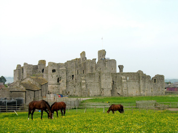 Photo of the ruins of a castle on a grey day. In the foreground are a number of brown horses eating from a green field with yellow flowers.