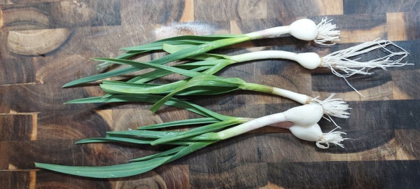 Young green garlic, looking much like small leeks or green onion, on a hardwood cutting board. They have developed bulbs, but not yet differentiated into cloves.