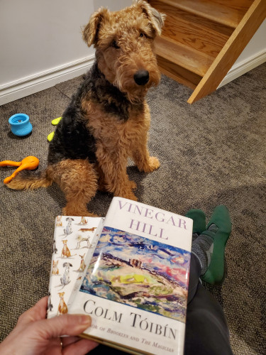 Airedale puppy Mavis looks on as I hold the poetry collection Vinegar Hill by Colm Tóibín (Beacon Press) and a notebook with cartoon dogs on the cover. My green mary jane shoes and some of Mavis' brightly coloured toys are also visible.
