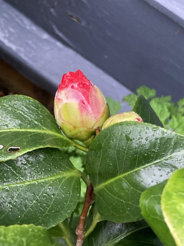 Outside, day. Close up of a red camillia bud surrounded by dark green leaves that are rain dotted.