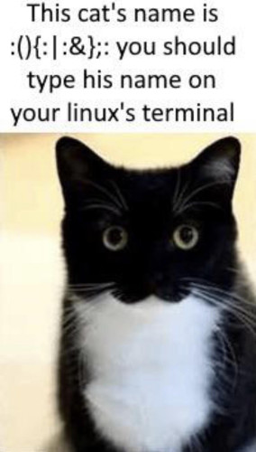 "This cat's name is (){:|:&};: you should type his name on your linux's terminal" 
image of a cat
(do not do this, it is a fork bomb)