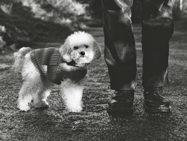 To the left is a white toy poodle looking at the camera. It is wearing a woolly jacket. To the right is a pair of legs from the knee down and black shiny shoes. They are standing on a road surface.