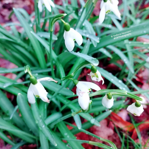 A patch of flowering snowdrops.