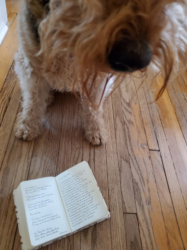 Beautiful, curly Airedale Tilly's nose and paws are visible as she gazes down at a handwritten transcription in a small notebook of the poem "On. On. Stop. Stop." by Saskia Hamilton