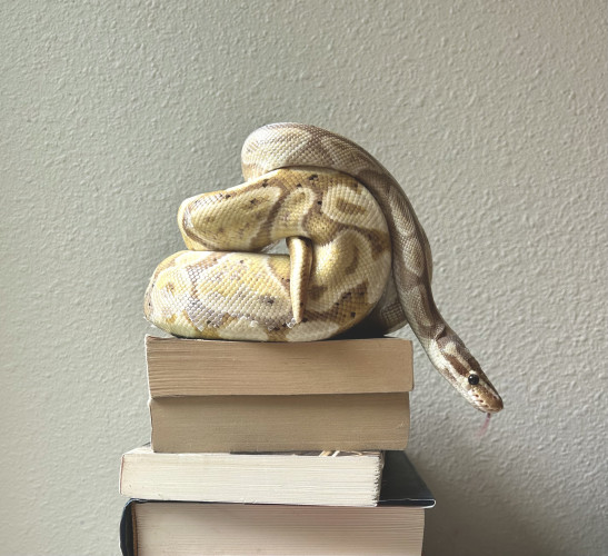 Lars (snake) is balled up on a stack of books. 