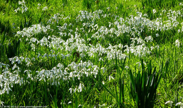 A large clump of snowdrops, coming up through the grass, and flowering beautifully in the sun. 