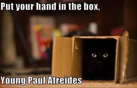 A floor-level photo of a brown cardboard box opened from one end. Peering out are the yellow eyes of a pure black cat. Meme text added: "Put your hand in the box, young Paul Atreidies." Referencing a line from Frank Herbert's "Dune" (1965)