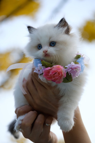 Fluffy white kitten wearing flower necklace. Cats are so adorable and it's caturday