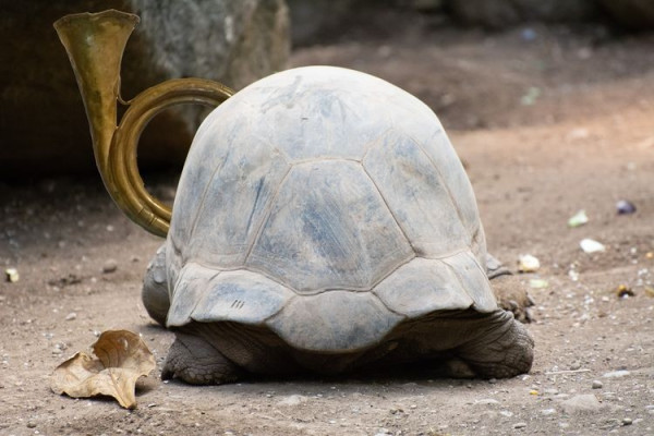 A turtle holding a post horn