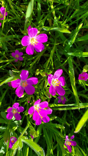 Bight pink 5 petaled floers with gold anthers. And grass green leaves closeup.