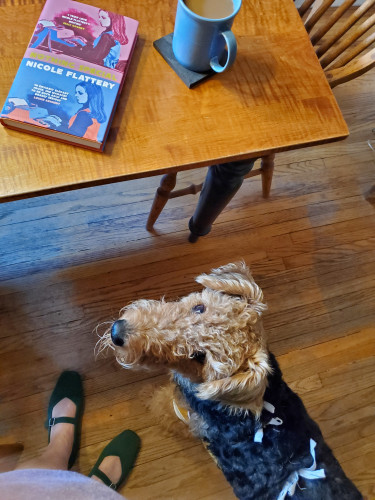 The novel Nothing Special by Nicole Flattery (Bloomsbury), with its neon-coloured cover, sits on the dining room table next to coffee in a blue cup. Airedale puppy Mavis, in a beribboned onesie (post-surgery) looks up. My feet in green mary janes are also visible.