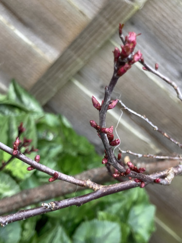 Outside daytime. Close up of a dark brown tree branch covered in small dark red buds.