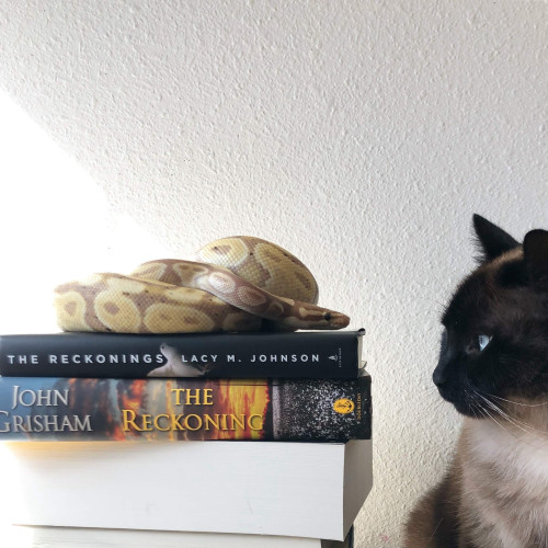 Lars (snake) staring directly at Brontë (cat) , while sitting on top of several books, two of which, are titled, The Reckoning.